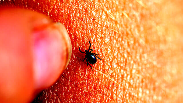 Allarme zecche: dove si trovano e come difendersi